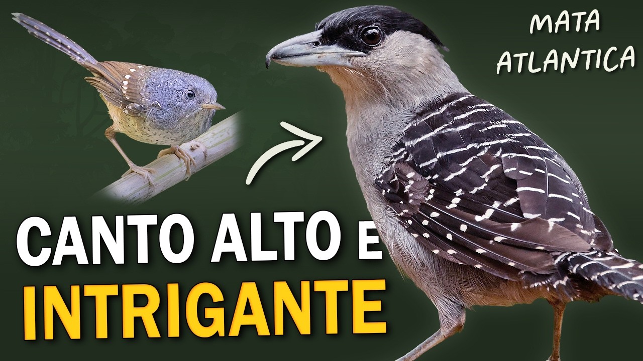 AVES da Mata Atlântica com CANTOS ESTRANHOS ou INTRIGANTES!