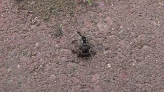 Ants Killing A Syrphid Fly (Bee Look-a-like)