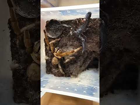 Who wins scorpian vs spider | scorpion vs spider fight| scorpion fight |spiderfight#spider#scorpions