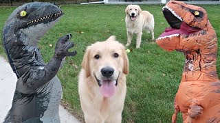 Dogs vs Dinosaurs! Who Will Win? with Funny Commentary!
