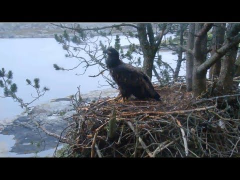 Smola Norway Eagle Cam ~ Elida's Last Early Morning Visit 8.3.18
