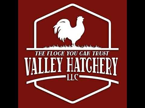 Chicken Support Insights - Episode 7: Choosing the Right Breeds: Key Questions for Your Flock