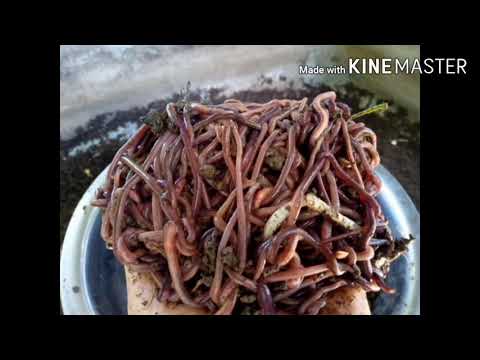 African night crawler