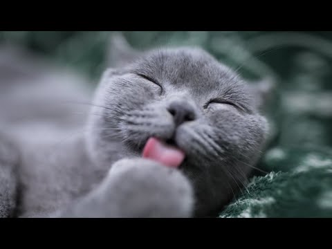 Healing Frequency For CATS and HUMANS ✧ Relaxing  Music 1HOUR