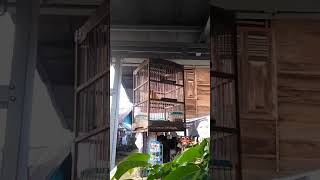 Download lagu Kenari Gacor tembakan Ciblek mp3