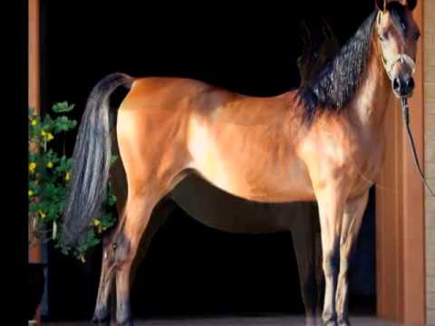 NK QASWARAH&HIS GETS,MASHAALLAH [HQ]