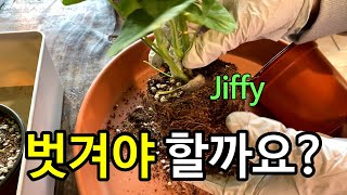 제라늄을 받았는데 흙 속에 천이 들어 있어요. 벗겨내야 할까요? #지피 #jiffy
