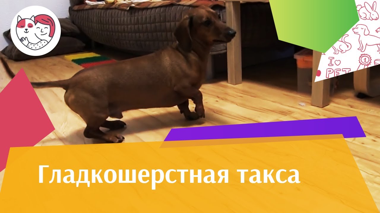 Гладкошерстная такса на ilikepet