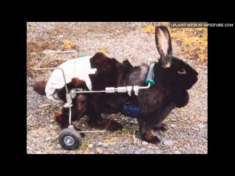 Shakin Dj's - Riet aon dee knien