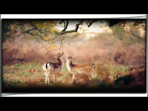 Một cõi riêng mang - Quỳnh Lan