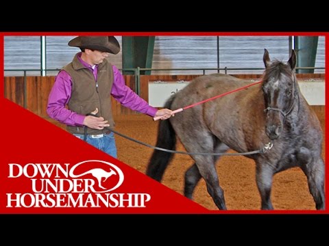 Clinton Anderson: Intermediate Testing, Groundwork Part 1 - Downunder Horsemanship