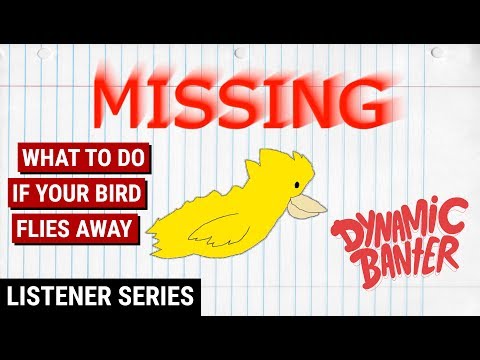 What To Do If Your Bird Flies Away - Dynamic Banter Listener Series