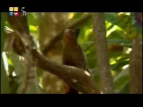 Video Reserva Ecológica