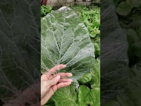 Oddly Satisfying Video That Makes You Sleepy #13 #shorts