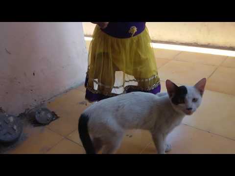 Reetika v/s cat funy