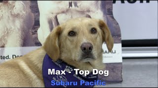 Max - Subaru Pacific - Top Dog - Hawthorne, CA