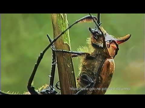 オオアゴヘビトンボの闘い Dobsonfly fight Corydalus sp オオアゴヘビトンボの闘い Dobsonfly fight Corydalus sp