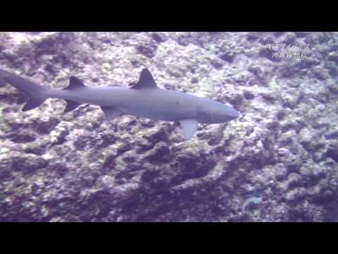 ホワイトチップリーフシャーク悠然／GTダイバーズ沖永良部島