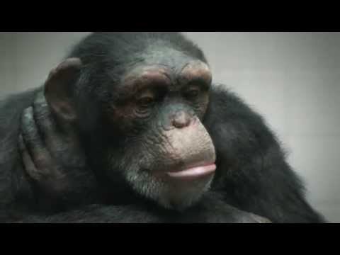 AD PETA 98% HUMAN USA