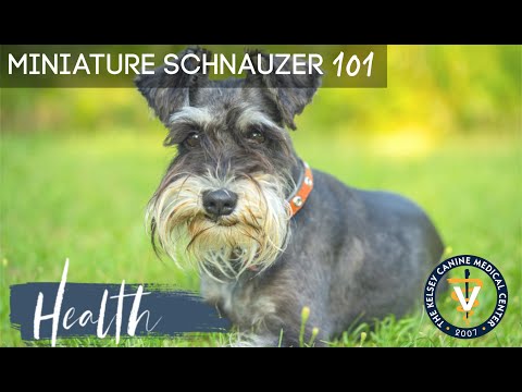 YouTube video about Detecting Health Issues in Miniature Schnauzers: Your Guide