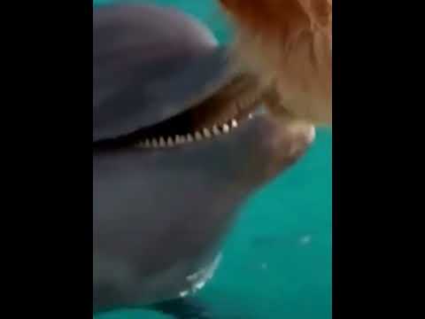 funniest animal videos of 2022 - funny golden retriever btdogs and cutest golden puppies  V.18456 #