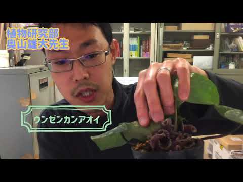Ipomoea cairicaについて詳しく解説