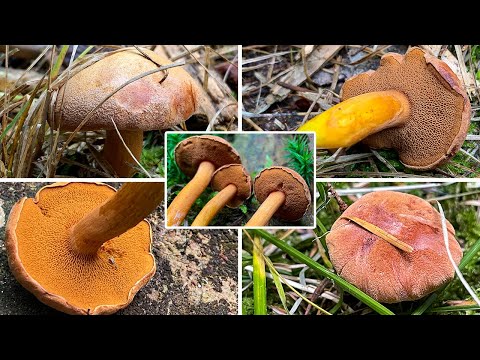 Pilzportrait - Pfefferröhrling, Pfeffriger Zwerg-Röhrling | Chalciporus piperatus, Boletus piperatus