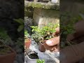 BONSAI SANCANG TWIN SHITO