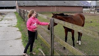 preview picture of video 'Mariënvelde (Achterhoek) - Avondwandeling vanaf Scheiddijk 21 / 2012'