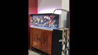 Download lagu Perbedaan akuarium menggunakan background putih dan hitam mp3