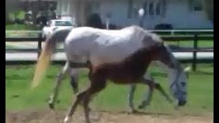 I&#39;m With Conan, foal. Baby horse. Stallion breeding mare.