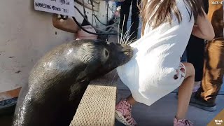 Download lagu Successfully Recorded..!! These Animals Do Unexpected Things #YtCrash mp3