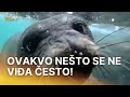 Ove životinje U Našem Moru Gotovo Da Nema Ali Ovo Je čudo RTL Direkt