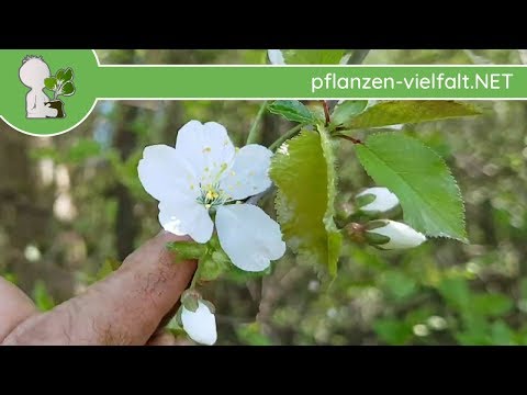 Vogel-Kirsche - Austrieb - 13.04.18 (Prunus avium) - Baum-/Strauch-Bestimmung