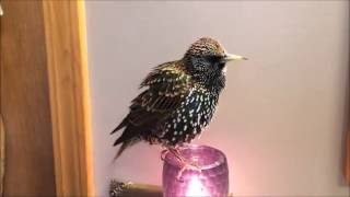 European Starling mimics words ( Talking  Starling