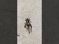 House Cricket Chirping | Bug Making Sound | Insect Making Sound - J Wildlife TV House Cricket Chirping | Bug Making Sound | Insect Making Sound