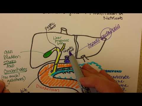 The Pancreas, Liver, and Duodenum Work Together