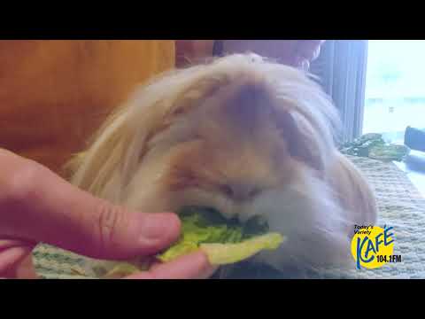 Hogan, an adopted Guinea Pig in Bellingham, WA_image-1