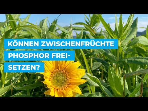 Können Zwischenfrüchte Phosphor freisetzen?