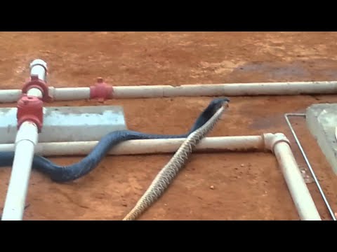 Blue Indigo Vs. Rattlesnake || ViralHog