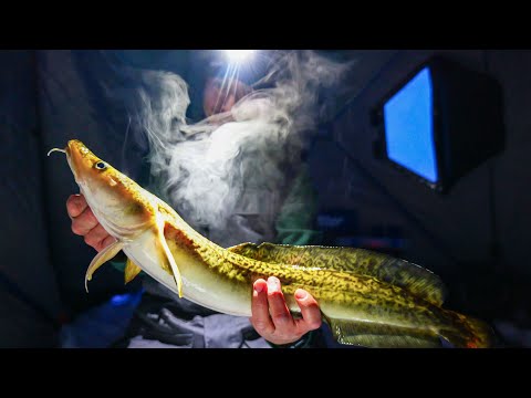 Ice fishing at night for Burbot 