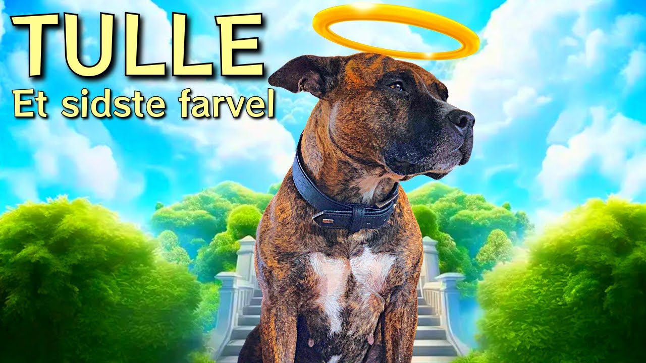 Min bedste ven er død