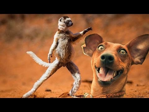 10 ПЬЯНЫХ ЖИВОТНЫХ, КОТОРЫЕ СПАЛИЛИСЬ НА КАМЕРУ