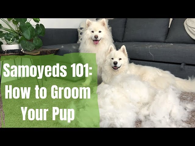 samoyed 101