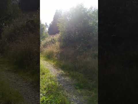 Rotwildgebiete (5) in BW