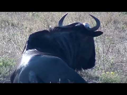 Djuma: Impalas and Wildebeest bull - 15:29 - 08/17/2022