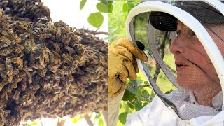 20,000+ Bees in This Swarm—Watch the Catch!