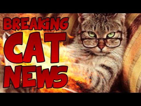 Watch lagu Images Videos Breaking Cat News Twitter, Watch Images Breaking Cat News Twitter free Watch, Watch Images Breaking Cat News Twitter