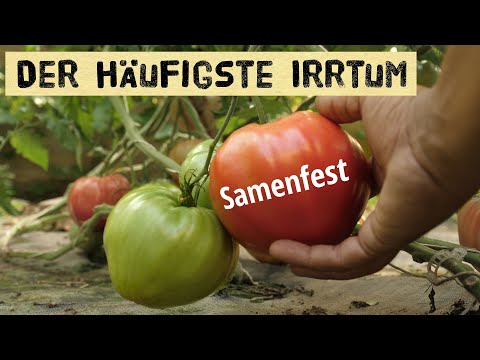 Warum samenfestes Saatgut nicht das ist was einige darunter verstehen!