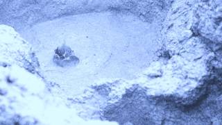 Marika Hackman- Paper Crown